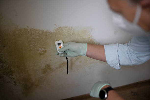 Best Toxic Mold Removal  in Havelock, NC