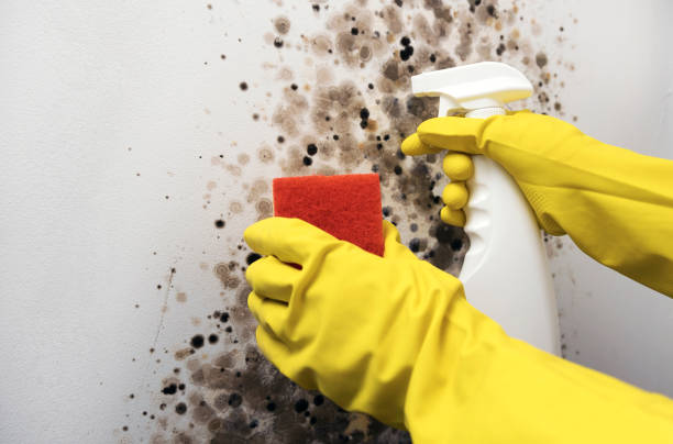 Best Mold Removal Process  in Havelock, NC